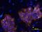 Keratan sulfate antigen TRA1-60 antibody, MAB4770, R&D Systems, Immunohistochemistry paraffin image 