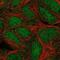 Tripartite Motif Containing 11 antibody, NBP2-55401, Novus Biologicals, Immunofluorescence image 