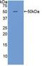 Interferon Omega 1 antibody, MBS2002110, MyBioSource, Western Blot image 