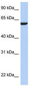 Adhesion Molecule With Ig Like Domain 3 antibody, TA333345, Origene, Western Blot image 