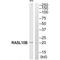 RAS Like Family 10 Member B antibody, A14239, Boster Biological Technology, Western Blot image 