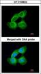 Tubulin Alpha 1a antibody, LS-C186102, Lifespan Biosciences, Immunocytochemistry image 