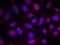MEF2A antibody, GTX50114, GeneTex, Immunocytochemistry image 