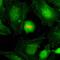 Histone Cluster 4 H4 antibody, GTX60903, GeneTex, Immunocytochemistry image 