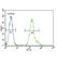 CCAAT Enhancer Binding Protein Alpha antibody, abx034388, Abbexa, Western Blot image 