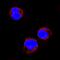 MYD88 Innate Immune Signal Transduction Adaptor antibody, MAB2928, R&D Systems, Immunofluorescence image 