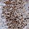 Cobalamin Binding Intrinsic Factor antibody, NBP1-81611, Novus Biologicals, Immunohistochemistry frozen image 