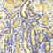 Eukaryotic Translation Initiation Factor 5A antibody, LS-C331828, Lifespan Biosciences, Immunohistochemistry frozen image 