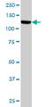 Serine/threonine-protein kinase TAO1 antibody, LS-C133800, Lifespan Biosciences, Western Blot image 