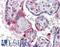 SRC-1 antibody, LS-B3308, Lifespan Biosciences, Immunohistochemistry frozen image 