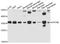 OBCAM antibody, A2778, ABclonal Technology, Western Blot image 