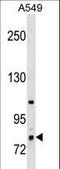 E3 ubiquitin-protein ligase RNF6 antibody, LS-C158879, Lifespan Biosciences, Western Blot image 