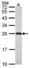 NADH:Ubiquinone Oxidoreductase Core Subunit S8 antibody, PA5-22327, Invitrogen Antibodies, Western Blot image 