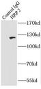 Hepatoma-derived growth factor-related protein 2 antibody, FNab04012, FineTest, Immunoprecipitation image 