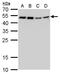 Craniofacial Development Protein 1 antibody, GTX630190, GeneTex, Western Blot image 