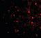 Reticulon 4 antibody, orb88392, Biorbyt, Immunofluorescence image 