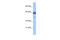 Regulatory Factor X4 antibody, 29-107, ProSci, Enzyme Linked Immunosorbent Assay image 