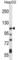 ATPase Plasma Membrane Ca2+ Transporting 4 antibody, abx028119, Abbexa, Western Blot image 