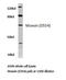 Moesin antibody, LS-C176543, Lifespan Biosciences, Western Blot image 