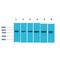 SMAD Family Member 3 antibody, LS-C387824, Lifespan Biosciences, Western Blot image 