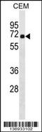 Centrosomal Protein 57 antibody, 58-921, ProSci, Western Blot image 