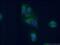 Pleckstrin Homology Domain Containing A1 antibody, 26830-1-AP, Proteintech Group, Immunofluorescence image 