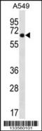 WSC Domain Containing 2 antibody, 57-010, ProSci, Western Blot image 