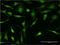 Purine Rich Element Binding Protein A antibody, H00005813-M02, Novus Biologicals, Immunofluorescence image 