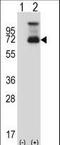 Heat Shock Transcription Factor 1 antibody, LS-C165046, Lifespan Biosciences, Western Blot image 