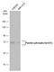 Paxillin antibody, GTX132362, GeneTex, Western Blot image 