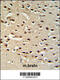 Secretogranin II antibody, 62-471, ProSci, Immunohistochemistry paraffin image 