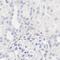 Lymphocyte Transmembrane Adaptor 1 antibody, PA5-52012, Invitrogen Antibodies, Immunohistochemistry frozen image 