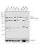 Aryl Hydrocarbon Receptor Nuclear Translocator Like antibody, PA1-523, Invitrogen Antibodies, Western Blot image 