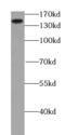 ATPase Family AAA Domain Containing 5 antibody, FNab03217, FineTest, Western Blot image 