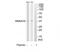 Annexin A10 antibody, TA312338, Origene, Western Blot image 