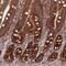 Caprin-1 antibody, NBP2-57388, Novus Biologicals, Immunohistochemistry paraffin image 