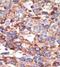 YY1 Transcription Factor antibody, ab38422, Abcam, Immunohistochemistry paraffin image 