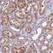 Coiled-Coil Domain Containing 113 antibody, NBP2-14444, Novus Biologicals, Immunohistochemistry frozen image 