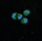 Sirtuin 1 antibody, M00018, Boster Biological Technology, Immunofluorescence image 