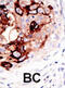 SUMO Specific Peptidase 2 antibody, abx026733, Abbexa, Immunohistochemistry frozen image 