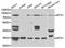 Metaxin 1 antibody, orb373850, Biorbyt, Western Blot image 