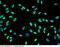 Mitogen-Activated Protein Kinase Kinase 5 antibody, 100953-T10, Sino Biological, Immunohistochemistry frozen image 