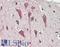 Contactin Associated Protein 1 antibody, LS-B11673, Lifespan Biosciences, Immunohistochemistry frozen image 
