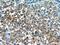 Vomeronasal 1 Receptor 3 (Gene/Pseudogene) antibody, 24659-1-AP, Proteintech Group, Immunohistochemistry frozen image 