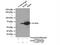Stress Induced Phosphoprotein 1 antibody, 15218-1-AP, Proteintech Group, Immunoprecipitation image 