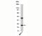 Anterior Gradient 2, Protein Disulphide Isomerase Family Member antibody, 33-010, ProSci, Western Blot image 