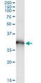 Homeobox B9 antibody, MA5-19117, Invitrogen Antibodies, Immunoprecipitation image 