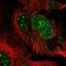 RAN Binding Protein 17 antibody, HPA029568, Atlas Antibodies, Immunofluorescence image 