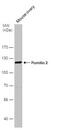 Pumilio RNA Binding Family Member 2 antibody, NBP2-20009, Novus Biologicals, Western Blot image 