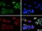 Notch Receptor 4 antibody, NB100-93551, Novus Biologicals, Immunofluorescence image 